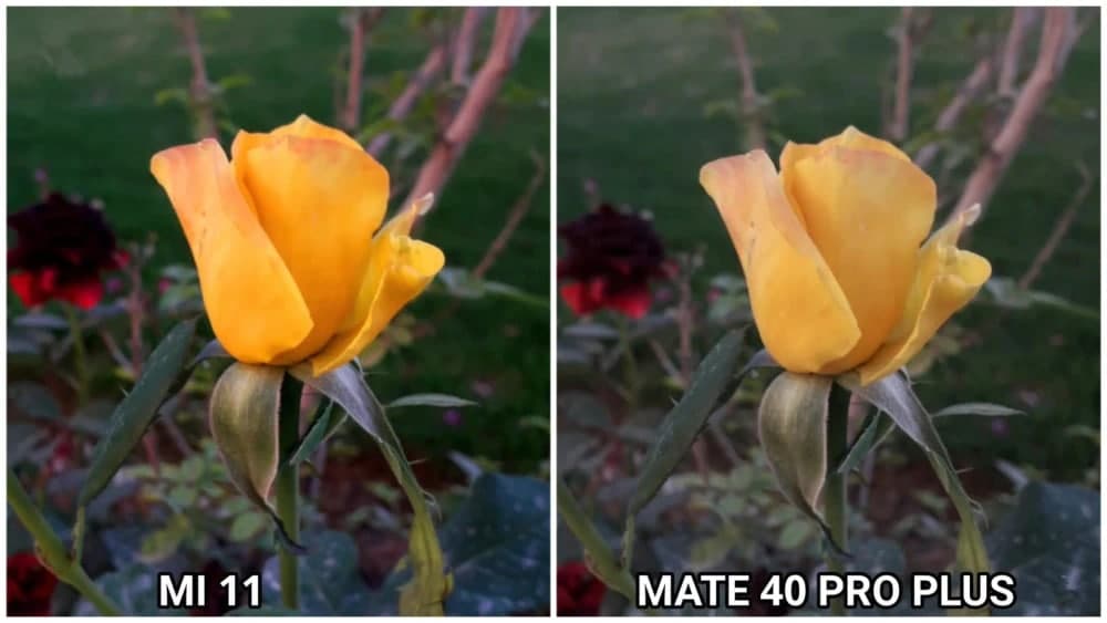 小米11和华为Mate40Pro+拍照对比 哪个拍照更好呢